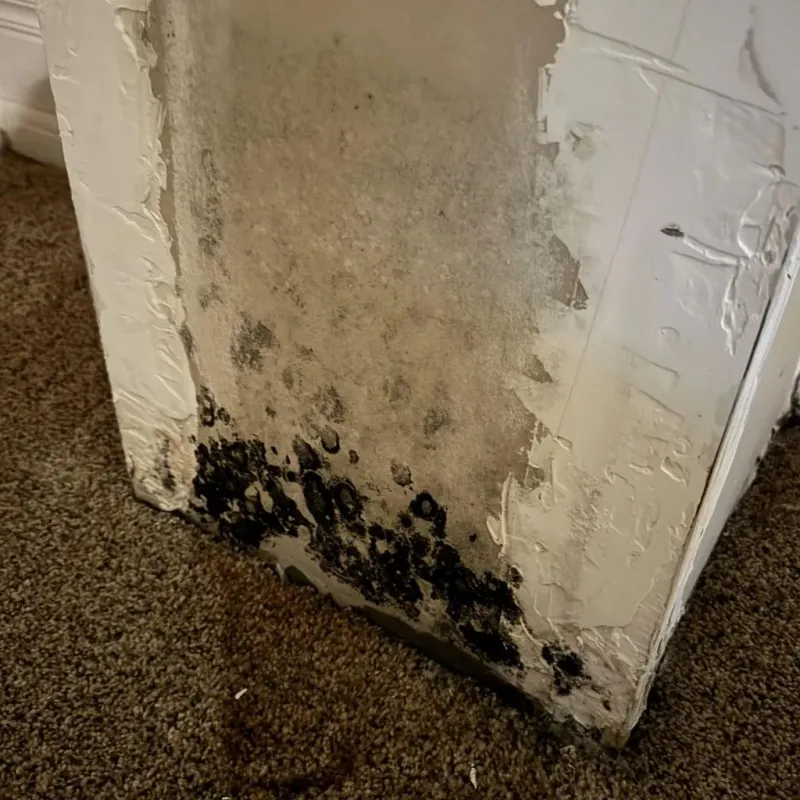 Professional Mold Removal in El Dorado County, CA